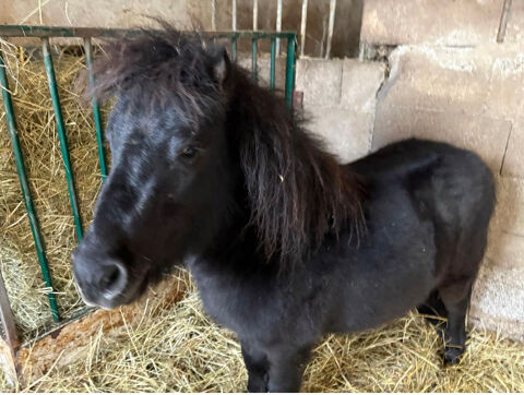 MAGNIFIQUE SHETLAND 500 67320 Rauwiller