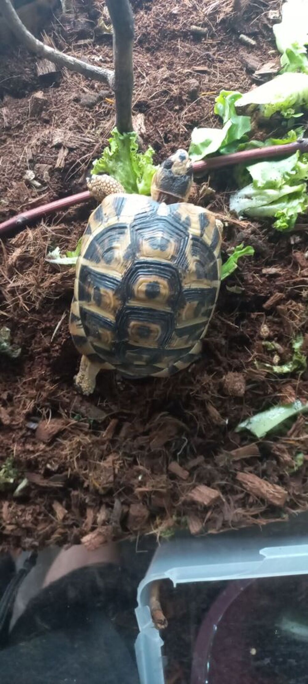   Tortue 