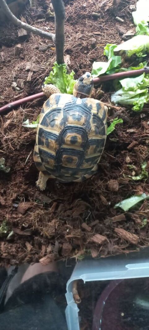 Tortue 200 92230 Gennevilliers