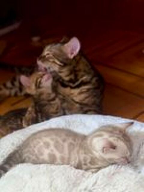   Chatons Bengal Snow & Brown LIVRAISON POSSIBLE 