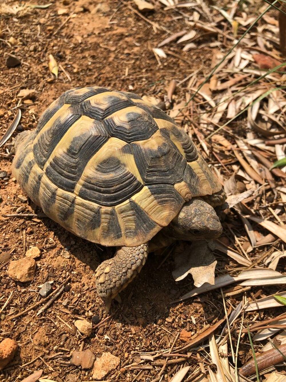 tortue de terre 
