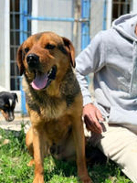   Pako mâle de 3 ans 