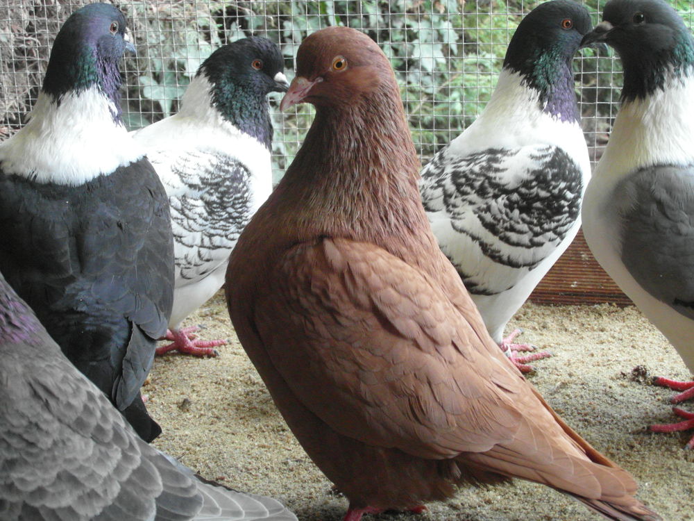   pigeons carneaux nés en /2025. des blancs, des rouges  