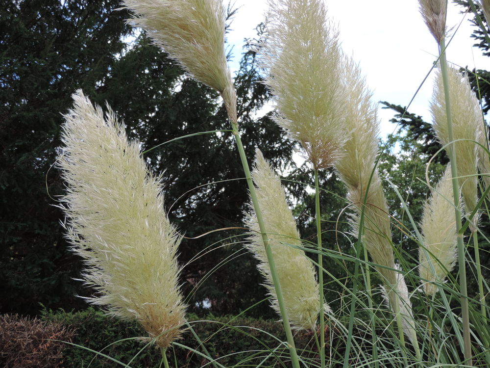 3 PLUMETS HERBE DE LA PAMPA DECORATIFS Jardin