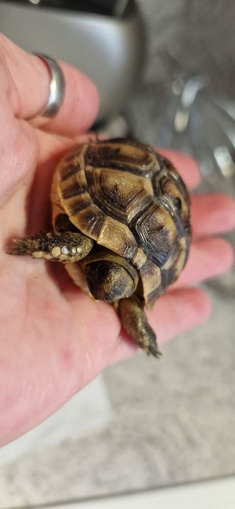 Tortues grecques 0 38150 Anjou