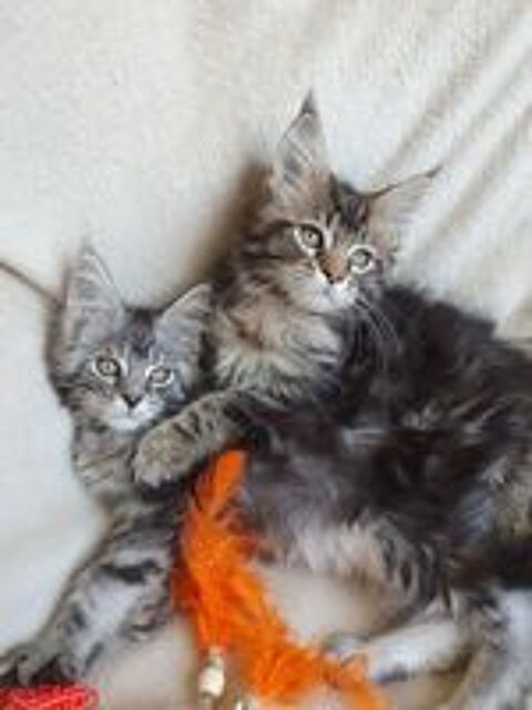   Chatons Maine coon loof  