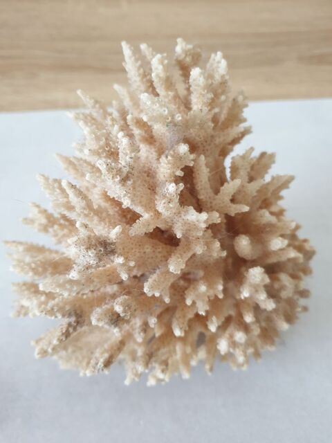 Corail blanc 20 Saint-Av (56)