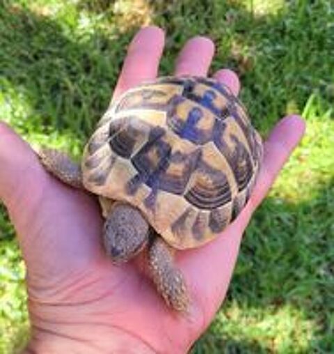   Hermann  7 ans 