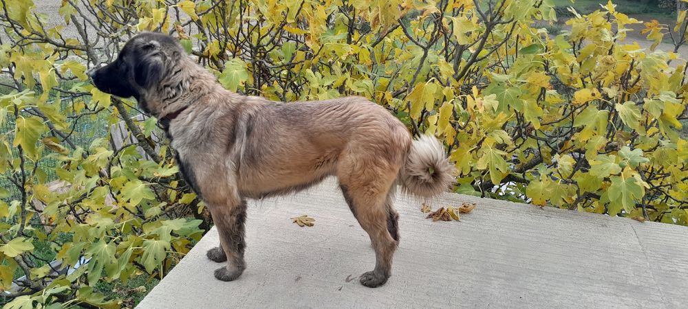   Cherche mâle Serra de Estrela ou Leonberg pour Saillie 