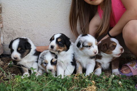 Chiots berger australien  1000 48700 Rieutort-de-randon