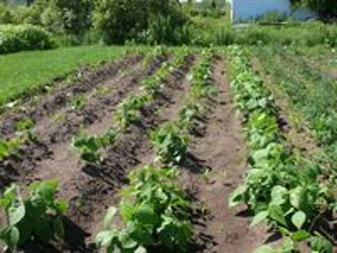   cherche un homme pour travaux jardinage et autres 