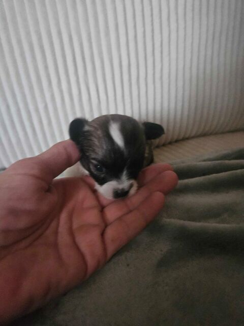 Chihuahua 1000 66000 Perpignan