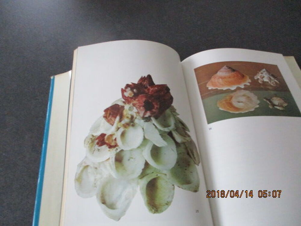Livre les coquillages Livres et BD