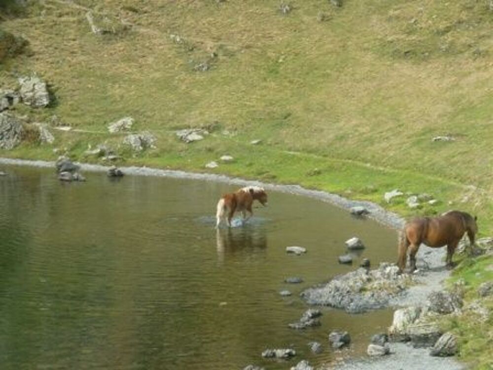   Pyrénées-31 :chalet 14 personnes à 1450m :660€/Se Boutx(31) Vacances  / Offres de location 