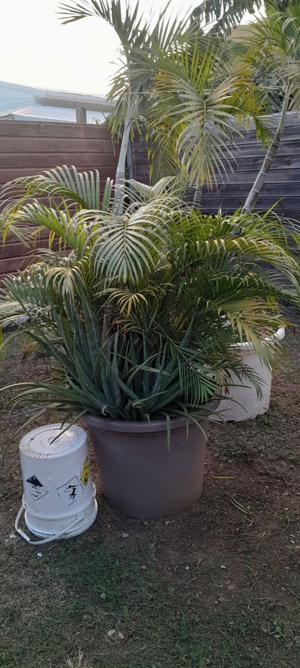 Multipliants palmier Jardin