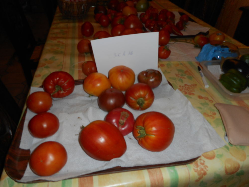 Tomates Jardin
