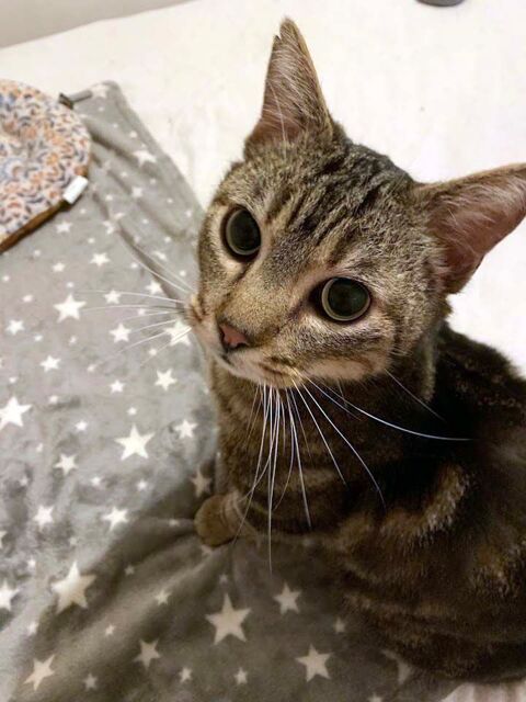 PUNCHY, magnifique chat tigré à adopter via l'association UMA 200 44400 Rez