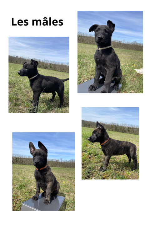 Chiots Berger Hollandais (4 femelles & 4 mâles) 900 52000 Chamarandes