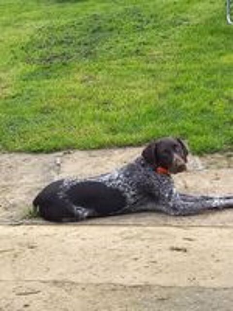   1 chienne braque allemand (marron truitée) 
