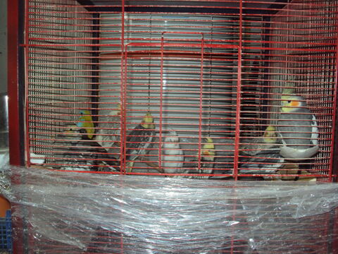 perruches calopsittes 20 22970 Ploumagoar