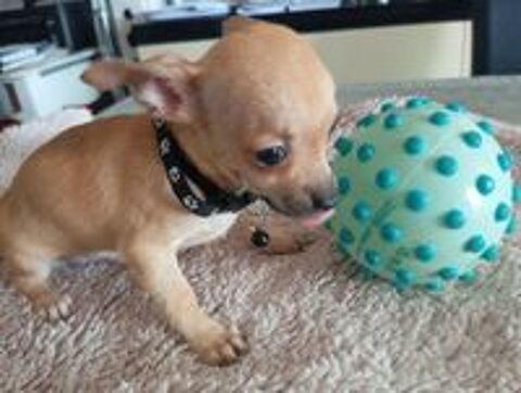   Très jolie portée de chihuahuas issue de parents lof 