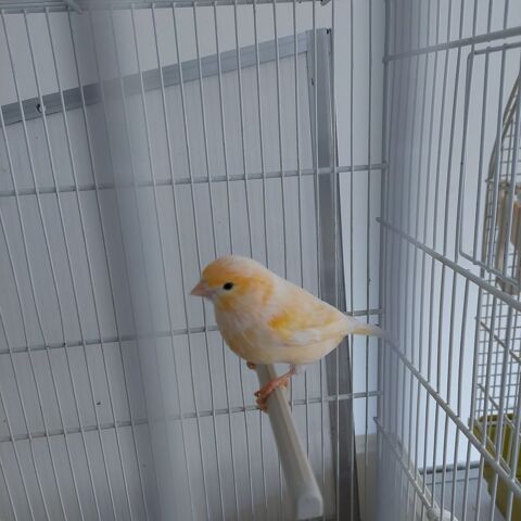 Canari m&acirc;le 55 91700 Sainte-genevi�ve-des-bois