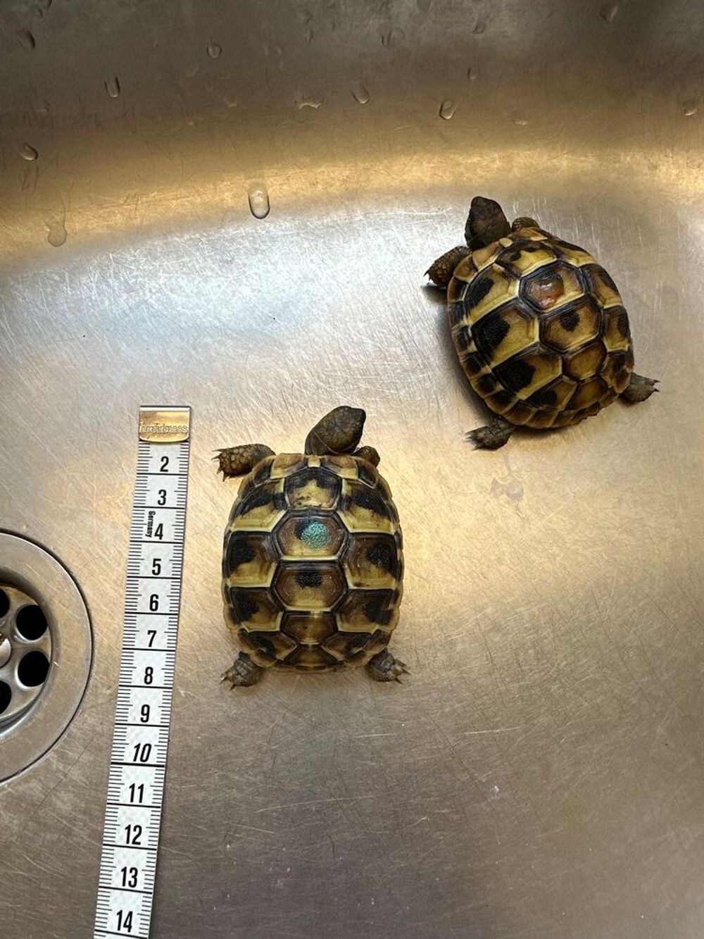   Tortue ? juvénile  