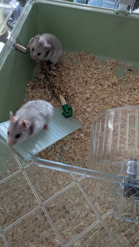 Hamsters 0 86000 Poitiers