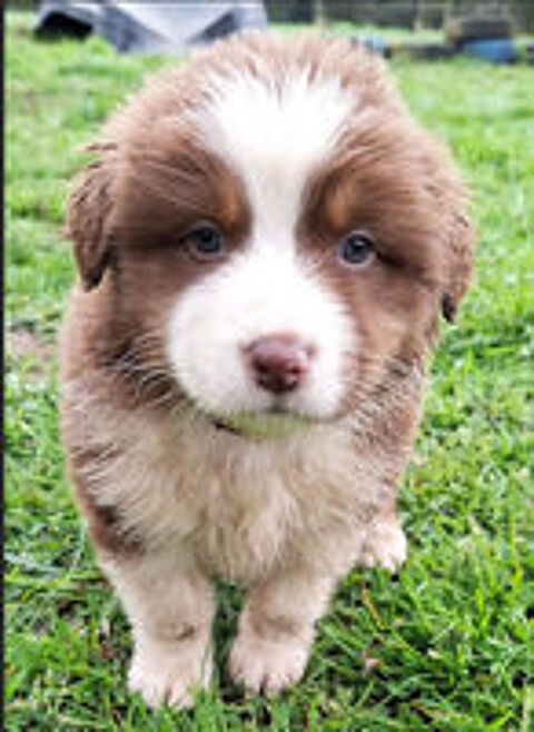   De superbes chiots Bergers Australiens n�s � la Wooferie  