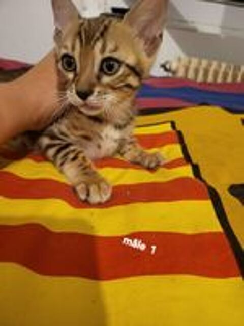   4 chatons Bengal brown et snow mink à rosettes LOOF 
