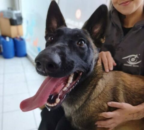 Chien NALA &agrave; l adoption 210 13001 Marseille