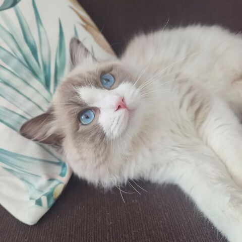 Ragdoll m&acirc;le LOOF saillie 450 92400 Courbevoie