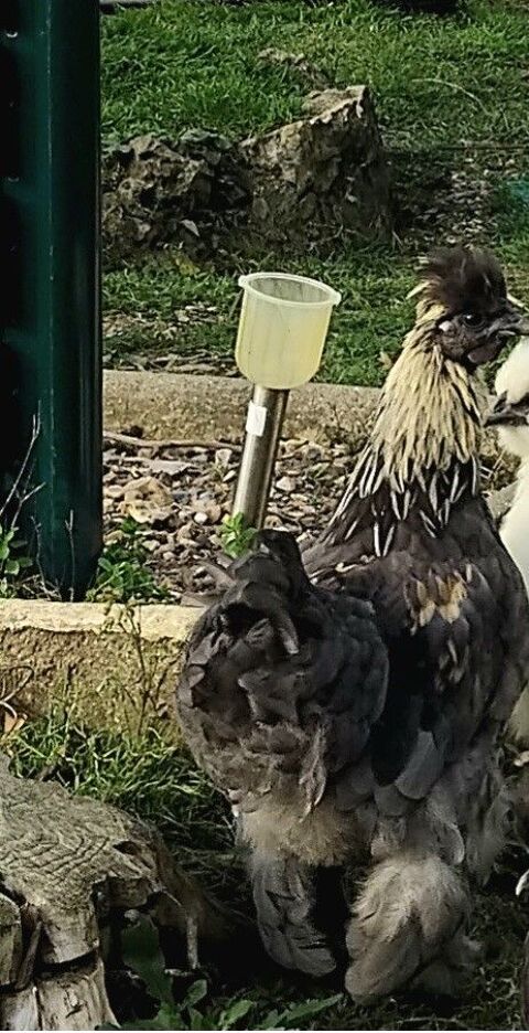 Coq de Pekin 0 76360 Barentin