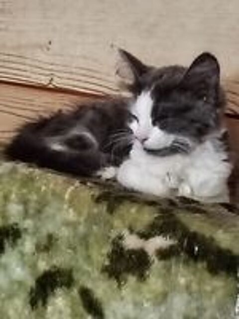   Chatonne Angora Turc Bleu et blanche 
