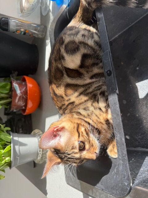 CHATON Bengal M&acirc;le LOOF Disponible 1200 69760 Limonest
