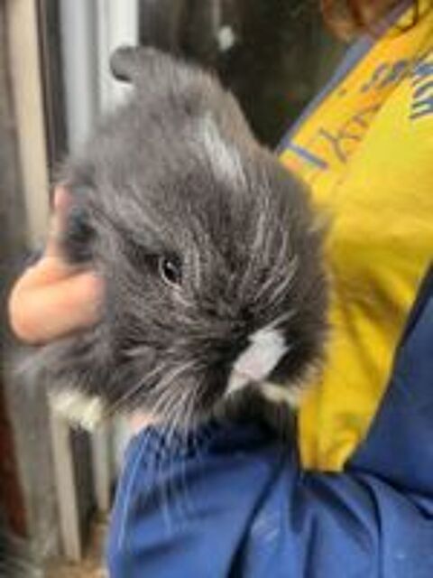   Lapin Angora 