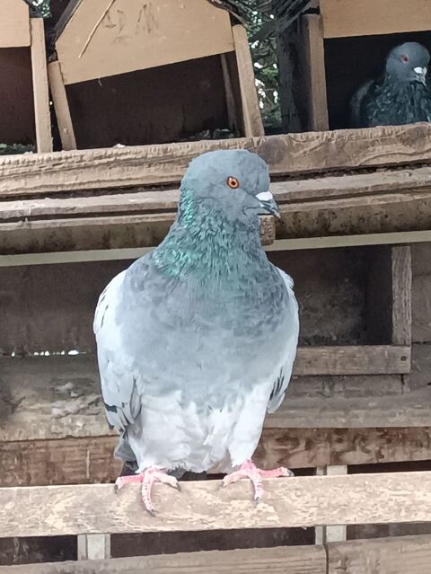Pigeons 10 82290 Montbeton