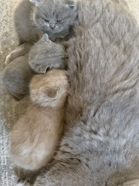Chatons british shorthair loof 1400 01300 Belley
