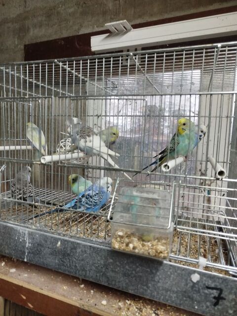 Perruche ondulée 10 76190 Yvetot