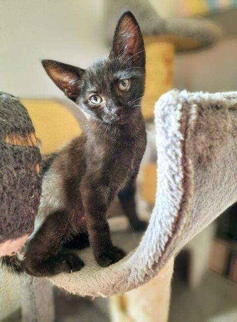 LUNA 0 26120 Upie