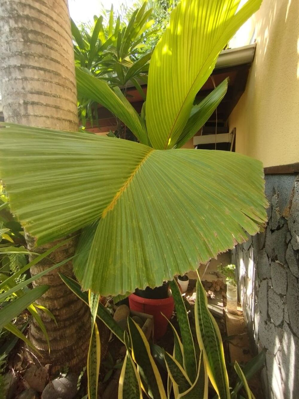 Palmier des Seychelles Jardin