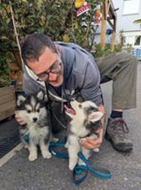   Chiots Pomsky F4 fleur de lys 
