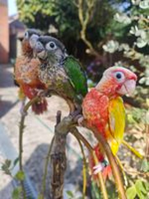   petit perroquet conure eam 