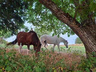  Chalet  vendre 2 pices 35 m