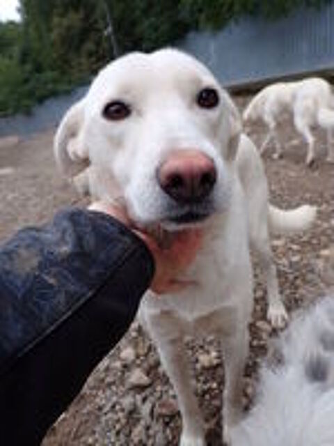   Wikie à l'adoption 