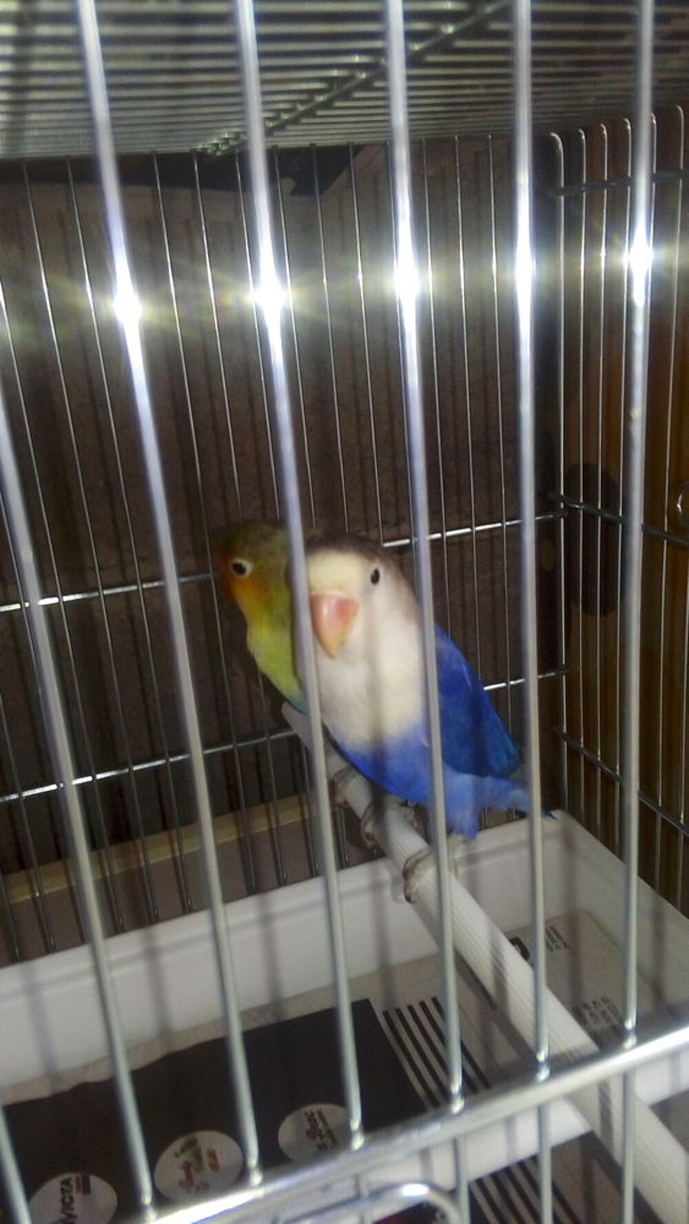   ins�parables de fischer 