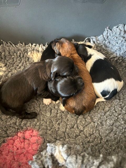 A r&eacute;serv&eacute; bichon havanais femelle 1250 85220 La chapelle-hermier