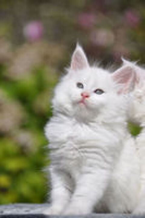   Adorables chatons Maine Coon LOOF à réserver 