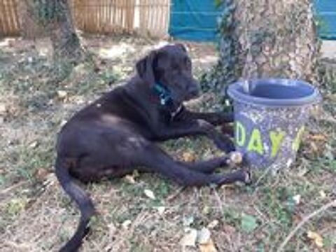   GAROU, x Dogue allemand, 7 mois le 7 septembre, 32 kg, � l'adoption 