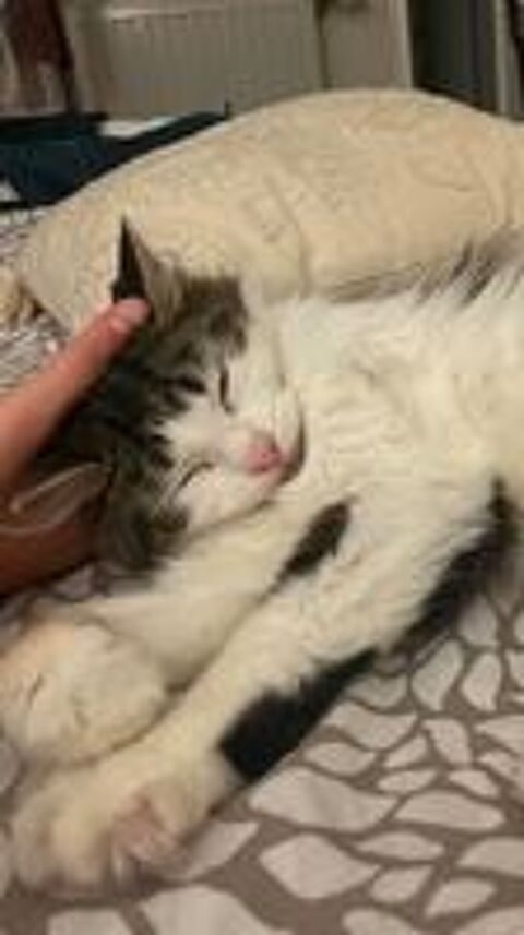   Bulle une jolie chatonne qui saura vous charmer ! 
